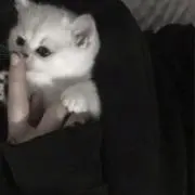 みんみんの画像
