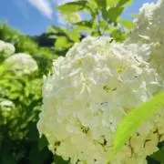GRCの画像