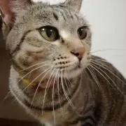 はなちゃんの画像