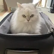 にょんち