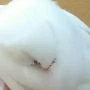 ぴよぴよ