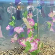 5の画像