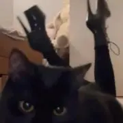 ♡の画像