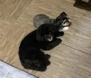 くろまるうにてん
