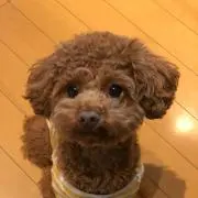 多肉大好き☆の画像