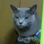 ゴルフの画像