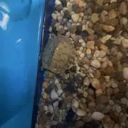亀幸の画像