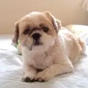 きなこ