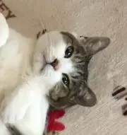 レオっちの画像