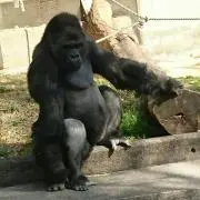 うんぴっぴの画像