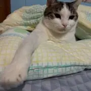 chen0409の画像