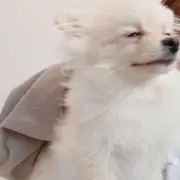 Iiyo