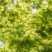 lavieの画像