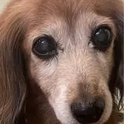 やす