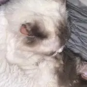 ちゃの画像