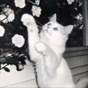 ねこの画像