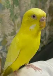 マリンバの画像