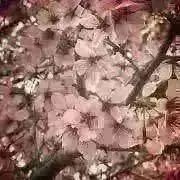 かつおの画像