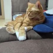達也