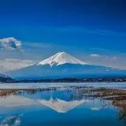 ひまわりの画像