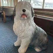 しーたの画像