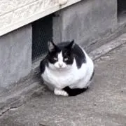 Isiの画像