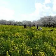 なつの画像