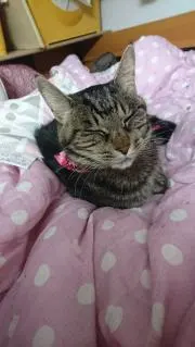 またたびの画像