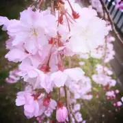 はる