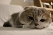 ともにゃんの画像