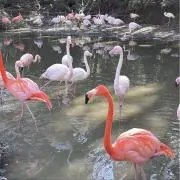 ドリドリ