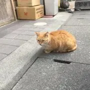 かめたろうの画像