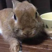 ピッピ