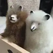 ひーべの画像
