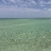 petitryの画像