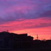 ひよこ豆の画像