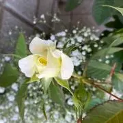 かすみの画像