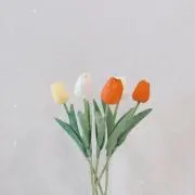 gonaの画像