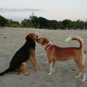 らちゃ