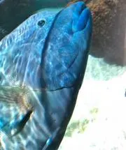 あおもっさ