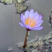 COKOMI(現在即購入不可)