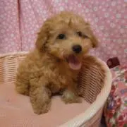 チロル♡♡の画像