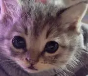 ☆こご猫☆の画像