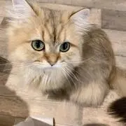 ウェルテルの画像