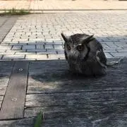 Naoの画像