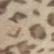 ニコ☆