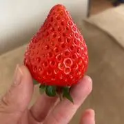 サララの画像
