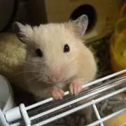 ぽちりんの画像