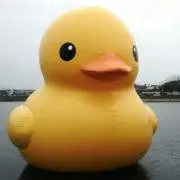 hirariの画像