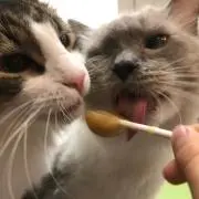 或紫苑マイケル